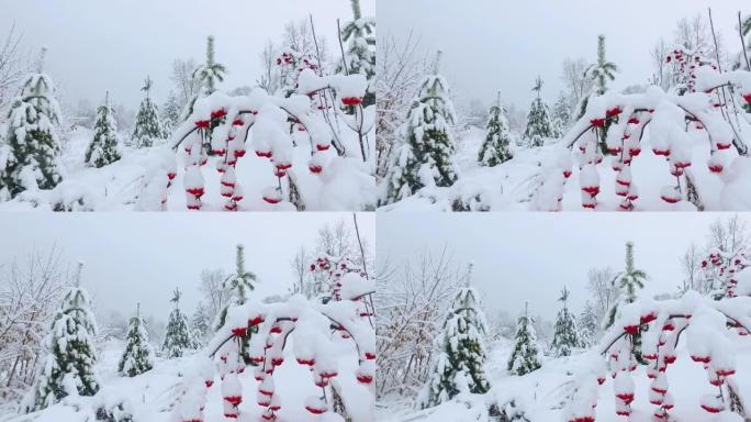 冬季雪下公园的全景视频