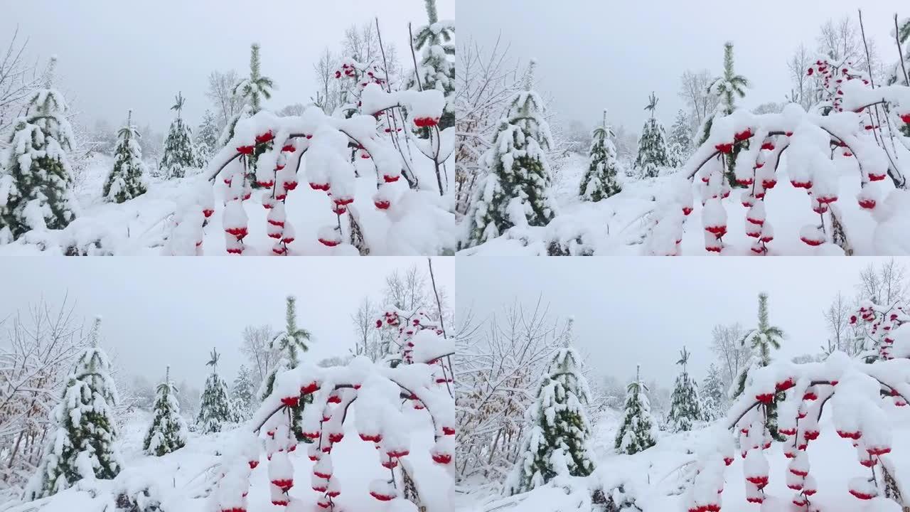 冬季雪下公园的全景视频