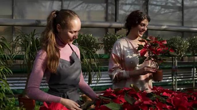穿着围裙的年轻微笑女花店向女顾客展示带有红色一品红的花盆。年轻女子拿了这个锅去买