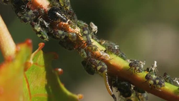 蚜虫在植物的茎上。