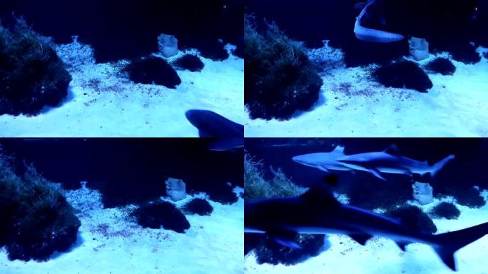 许多灰礁鲨游过珊瑚礁