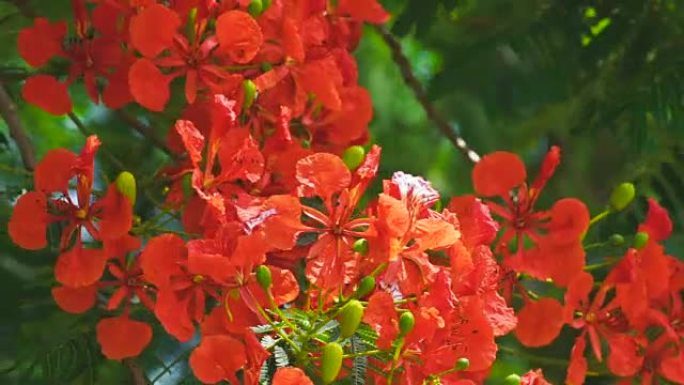 关闭红色皇家Poinciana，Flam-boyant，火焰树，泰国夏季美丽的花朵。