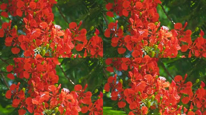 关闭红色皇家Poinciana，Flam-boyant，火焰树，泰国夏季美丽的花朵。
