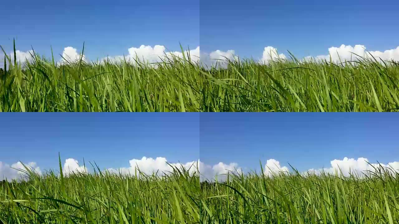 低角度高高的草在风中吹拂，湛蓝的天空白云