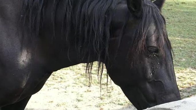 Horse drink water on the farm