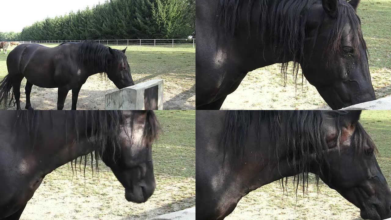 Horse drink water on the farm