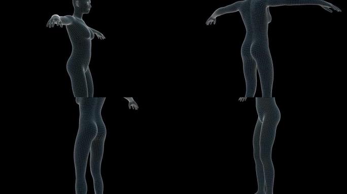 女性x射线全息图的3d动画