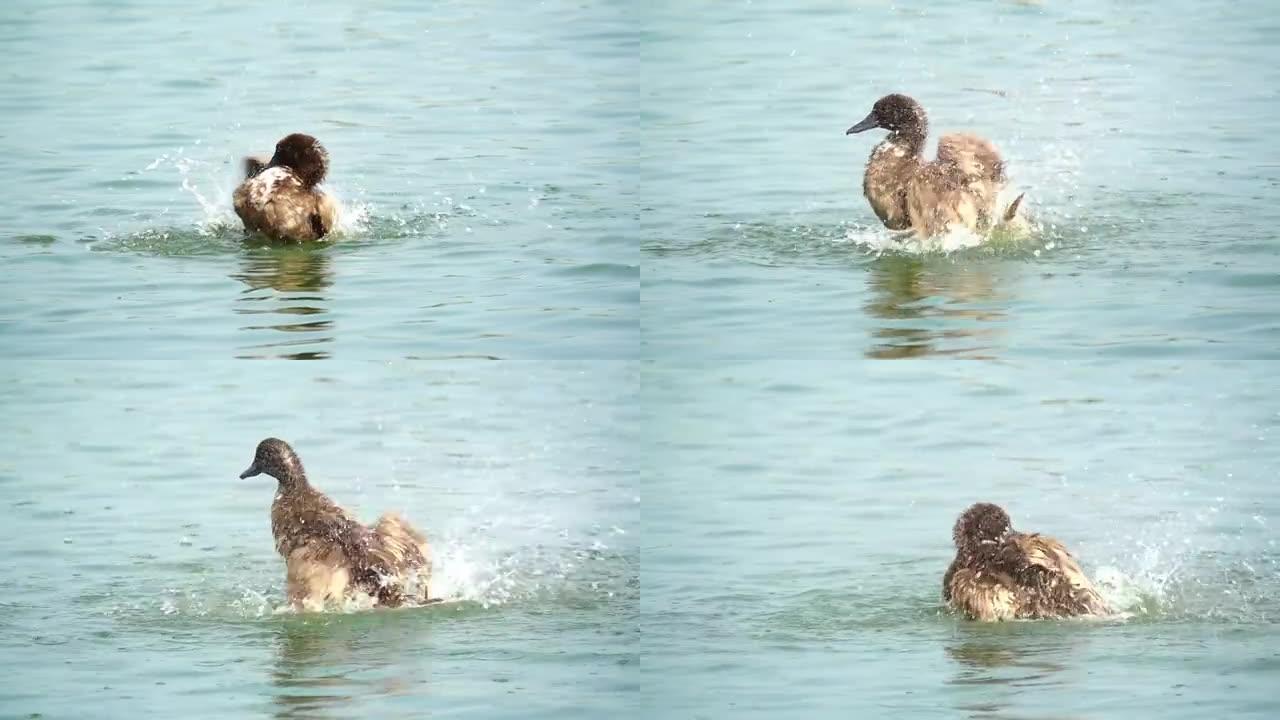 鸭子在水中慢动作玩耍