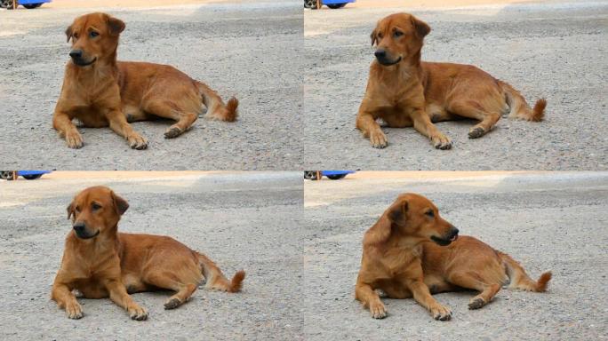 无家可归的红狗躺在地上