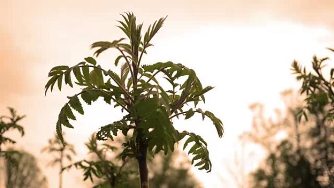 臭椿-日落附近山谷中的一种入侵漆树物种