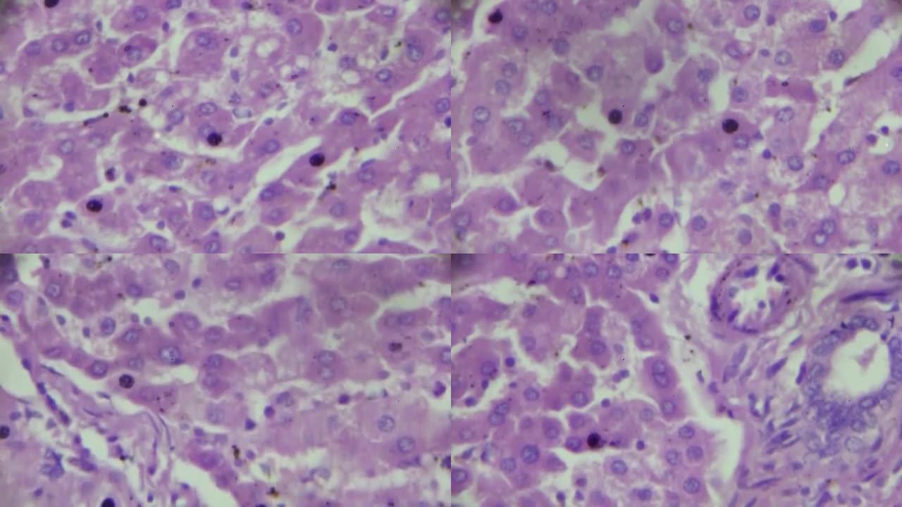 显微镜下肝细胞
