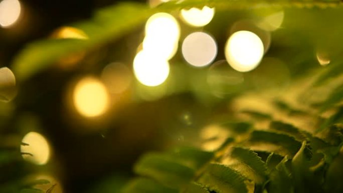 宏观热带背景，春季多汁新鲜的绿色蕨类植物叶子