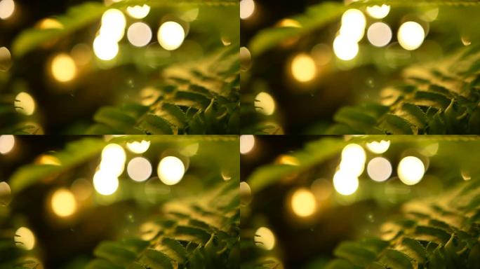 宏观热带背景，春季多汁新鲜的绿色蕨类植物叶子