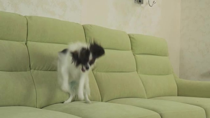 幼犬繁殖Papillon大陆玩具西班牙猎犬狗抓住大球并玩慢动作素材视频