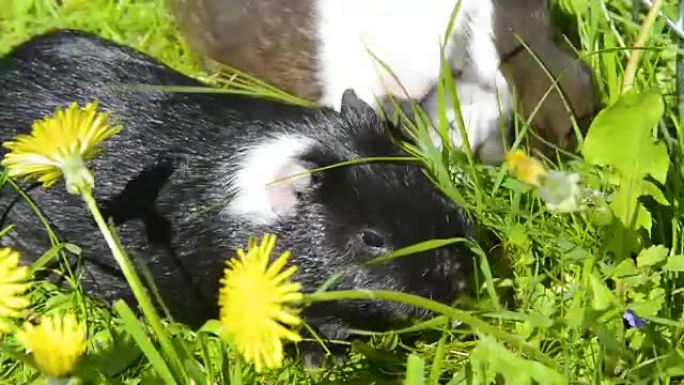 豚鼠在草地上吃东西。