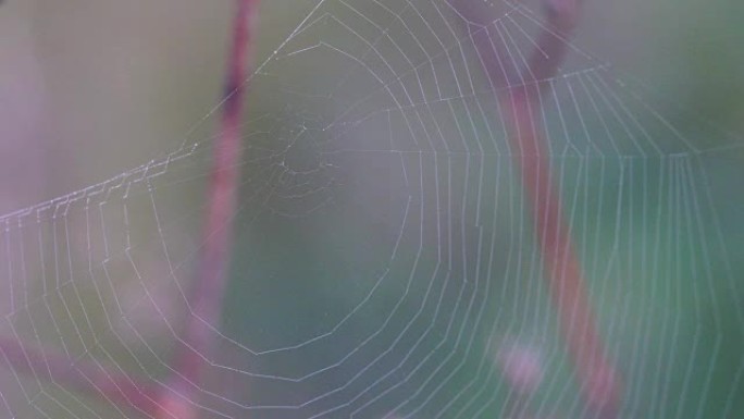 薄雾中的网络蜘蛛