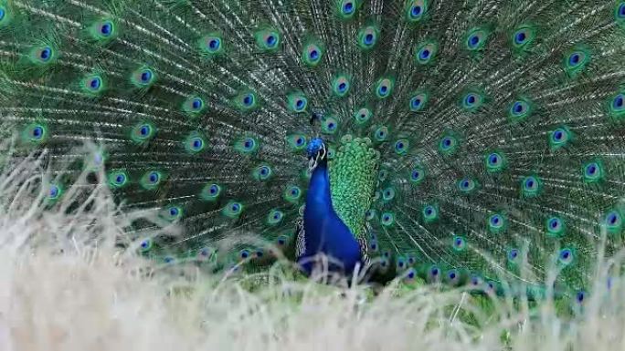 雄性印度蓝孔雀的求爱展示