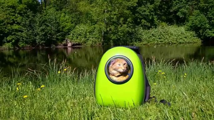 红猫坐在公园的提包里散步，宠物坐在绿色的背包里-带舷窗的胶囊