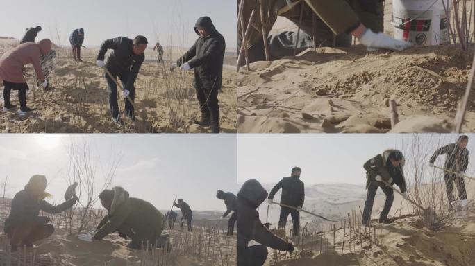 沙漠草方格固沙林沙尘暴风沙绿化治沙人力