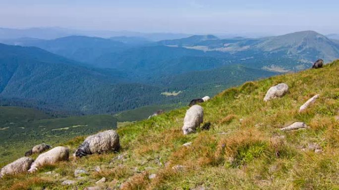 在喀尔巴阡山脉的背景下，牧羊人在山上放牧牛。风景视频。