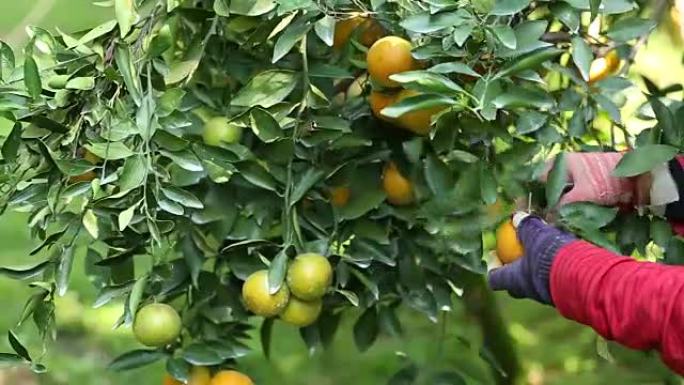 农民在花园里收获橘子做出口生意。