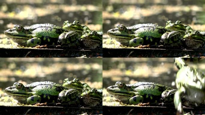 水蛙，花园池塘里的蛙，等待食物，4K