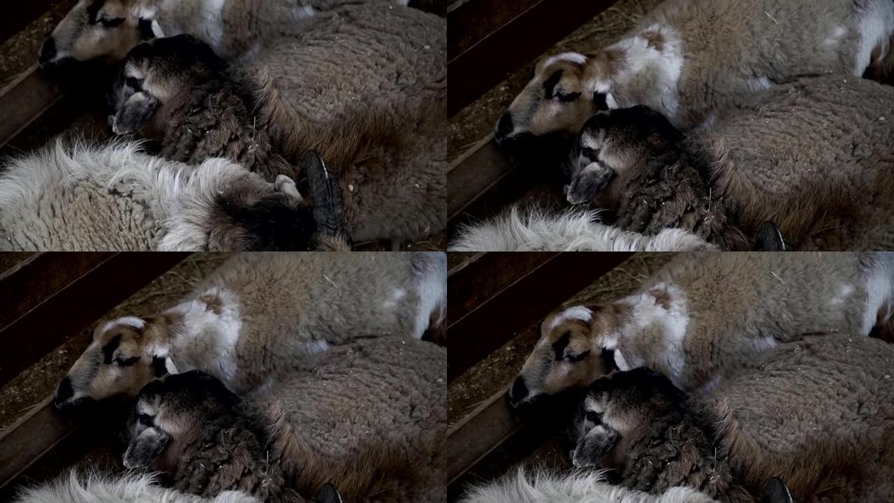 绵羊。绵羊睡在地上