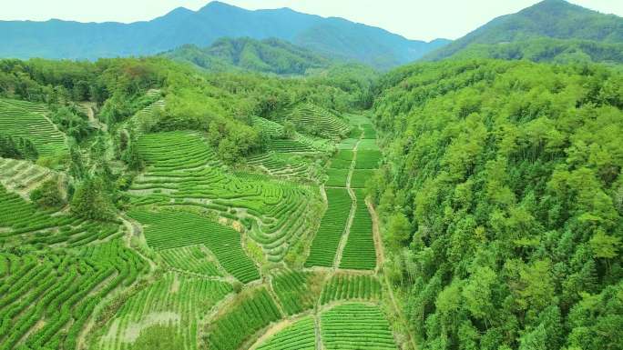 航拍武夷山燕子窠生态茶园、茶山、岩茶山场