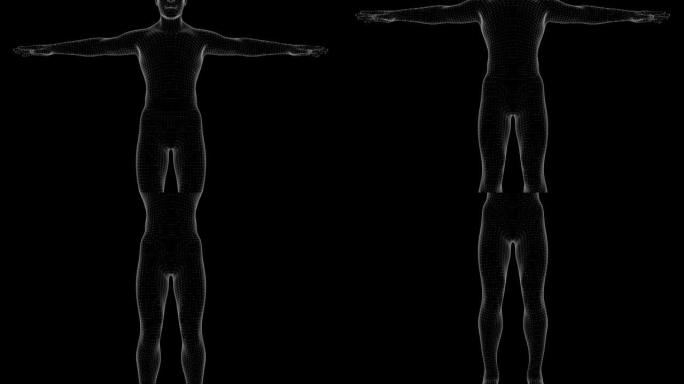 人x射线全息图的3d动画