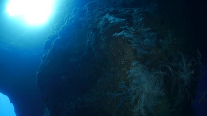 帕劳海底洞穴中的珊瑚礁