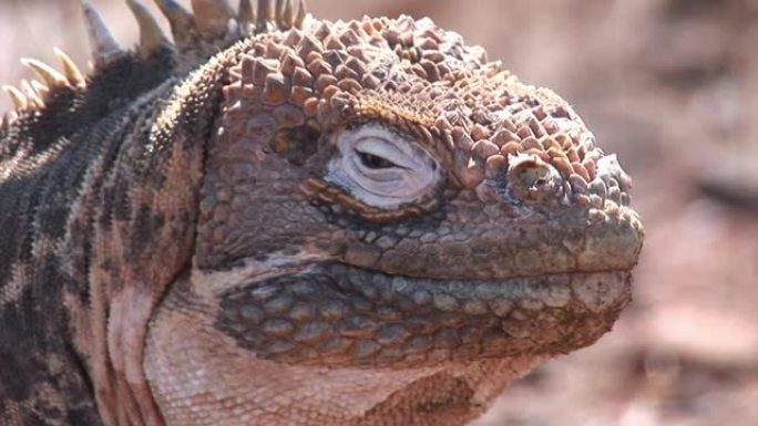 鬣蜥巨大的蜥蜴在加拉帕戈斯群岛的岩石海岸上特写。