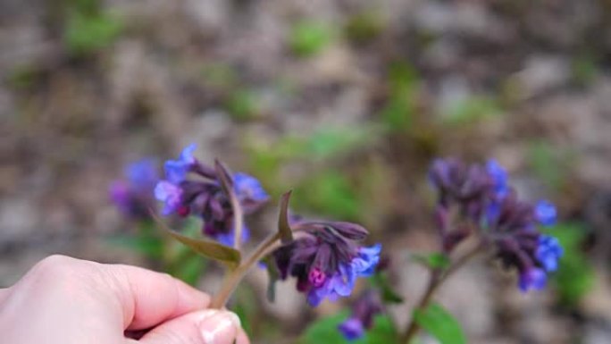 春天的野花。少女手特写泪花