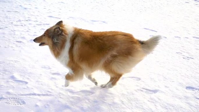 牧羊犬在雪场上奔向穿着红色外套的女孩