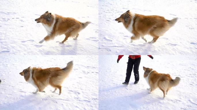 牧羊犬在雪场上奔向穿着红色外套的女孩