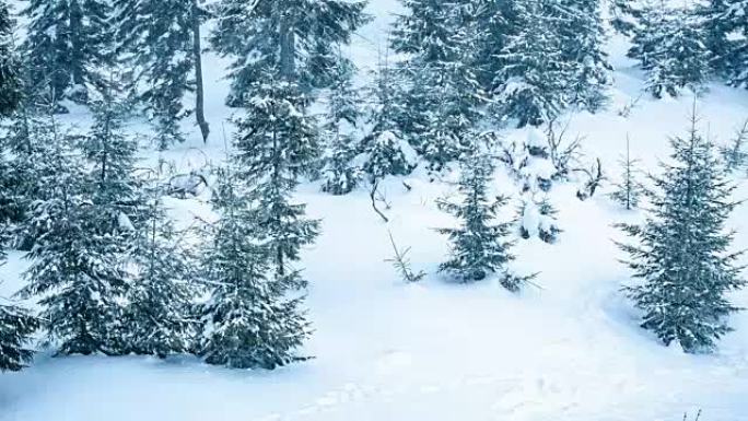 美丽的冬季风景，有雪覆盖的树木。冬季山脉。
