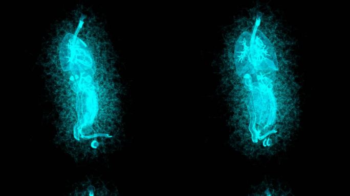 男性人体器官3D旋转粒子素材HUD元素