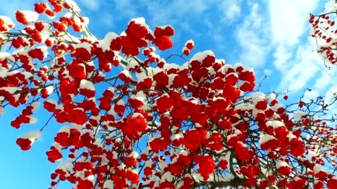 透过罗文-树枝和红色浆果簇拥着雪帽，在云层的天空中仰望