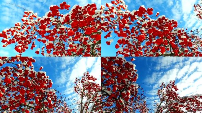 透过罗文-树枝和红色浆果簇拥着雪帽，在云层的天空中仰望