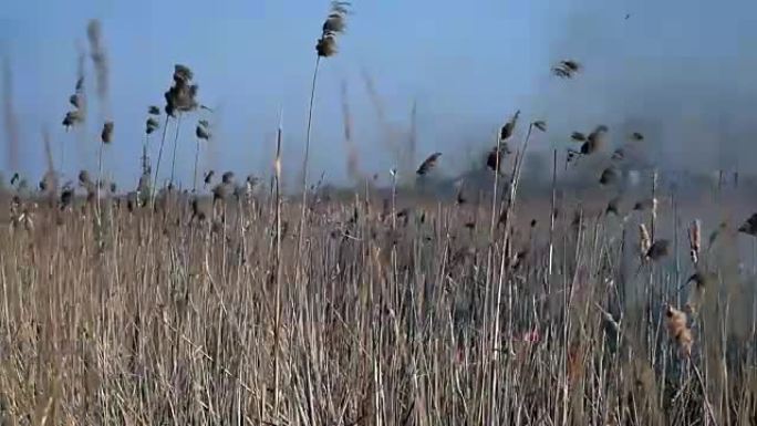 在田野上烧干草。镜头。在田间焚烧稻草。火，燃烧着田野里的老草