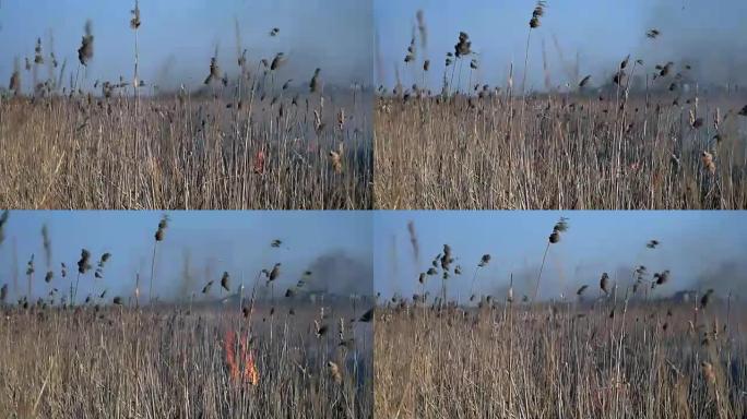 在田野上烧干草。镜头。在田间焚烧稻草。火，燃烧着田野里的老草