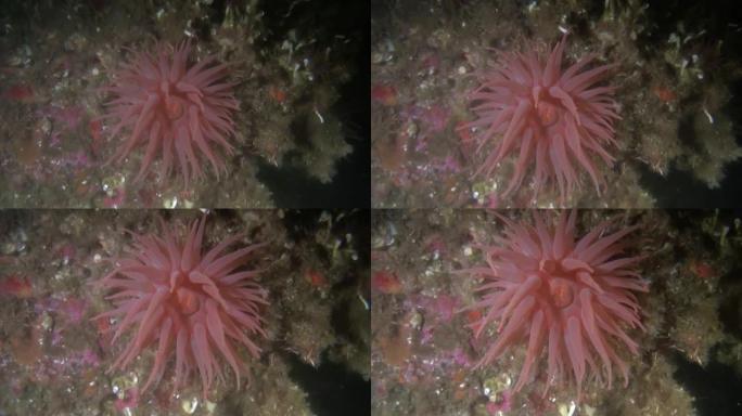 阿拉斯加海洋水下背景海底的红色actinia海葵。