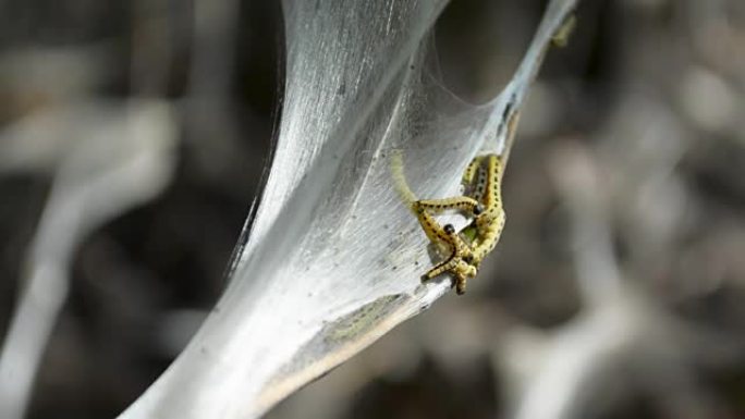 恶心的幼虫蠕虫蛾在网上爬行特写