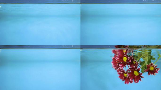 蓝色背景上透明水中的花