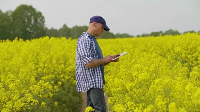 农民用数字平板电脑检查田间的油菜花