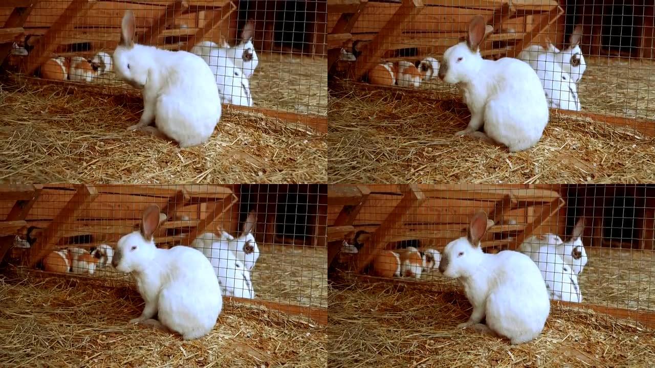 兔子。兔子在睡觉