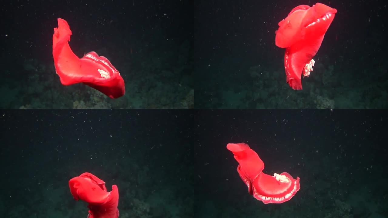 西班牙舞者nudibranchs在水下寻找红海的食物。