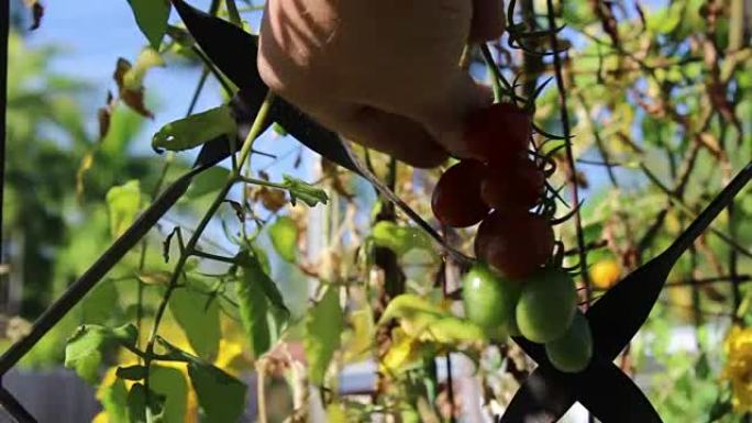 采摘成熟的传家宝葡萄西红柿
