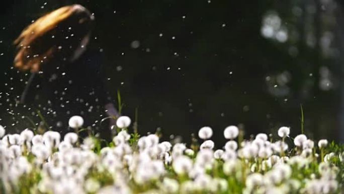 年轻女子从蒲公英的草地上奔跑，穿过空中飞舞的绒毛