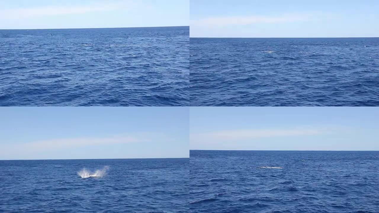 鲸鱼在太平洋水面上挥舞着鳍。