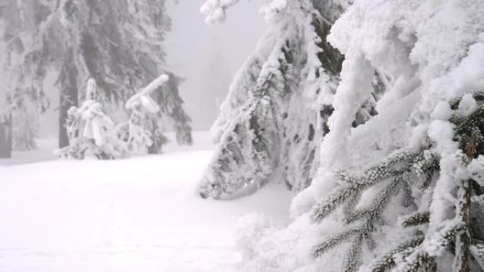 雪雾森林